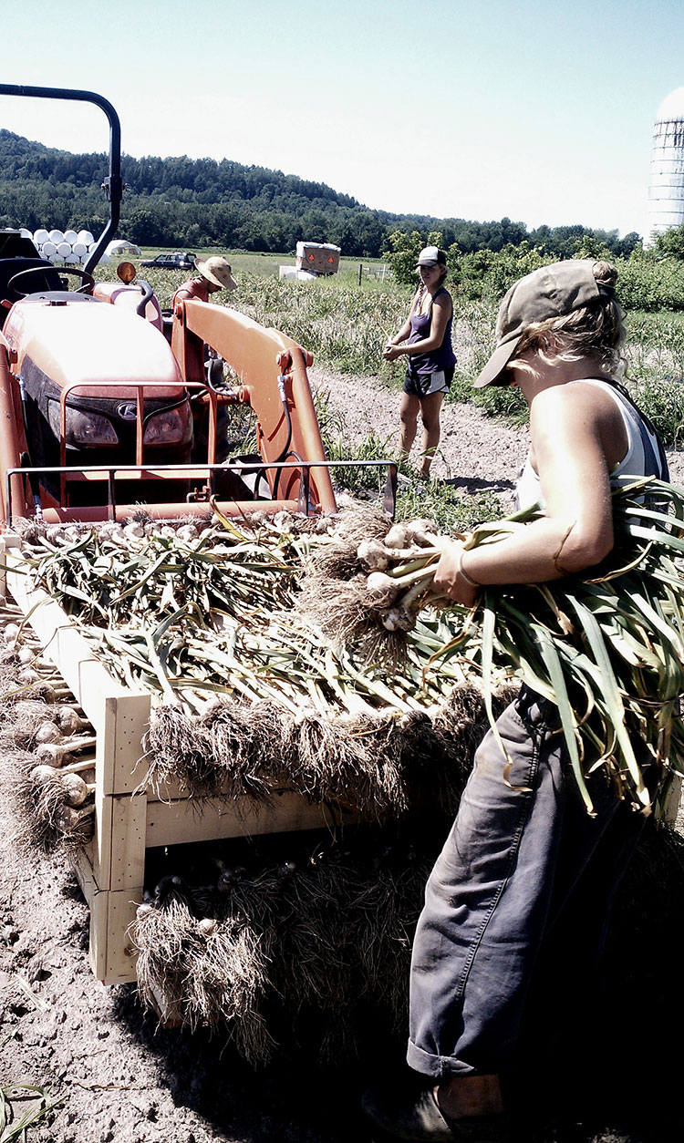 harvestinggarlic.jpg