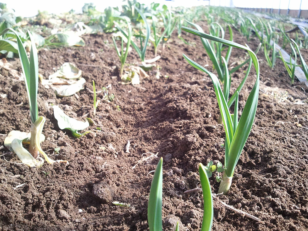 green-garlic-in-spring.jpg