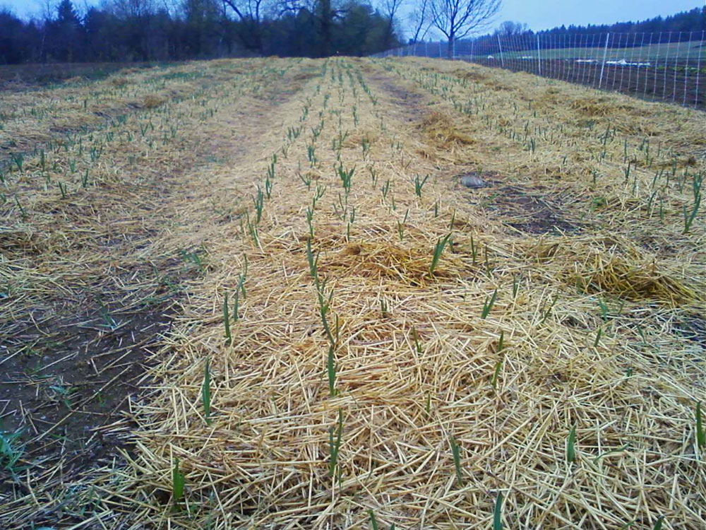 garlic-in-spring.jpg