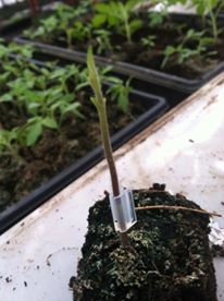 A Freshly Grafted Tomato Plant