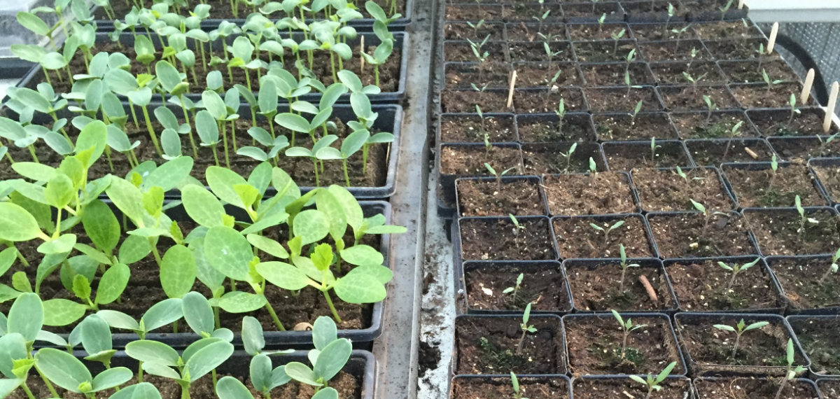 Cucumbers on the left, and Tomatoes on the right