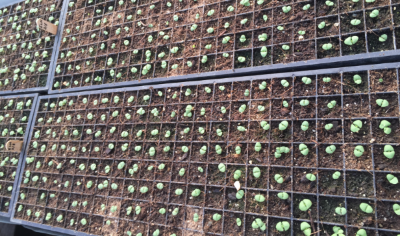 Basil Starts