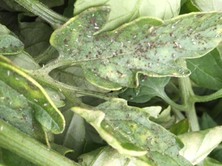 What's wrong with aphids? They feed on and stress leafy plants like tomatoes, spinach, and zucchini. Their feeding weakens the plants and makes it difficult for the plants to produce well all season long.