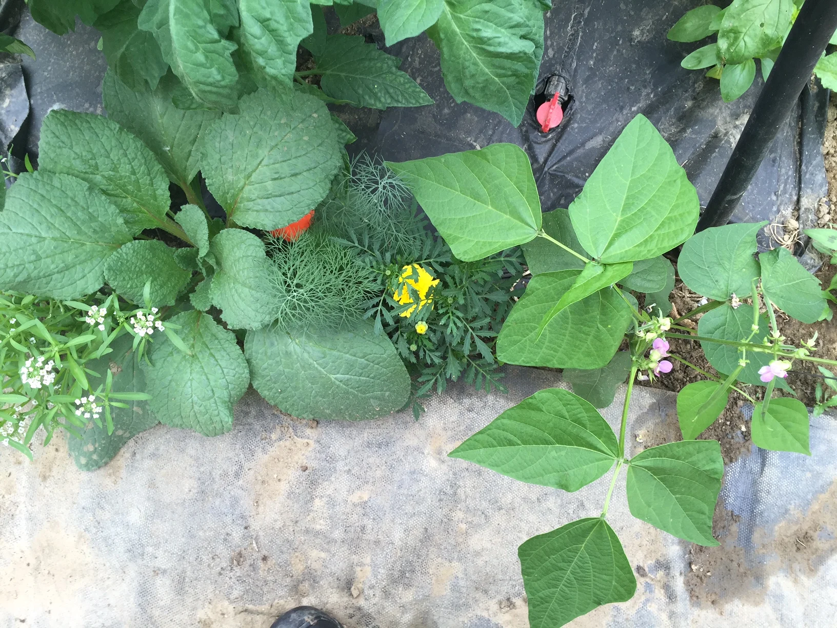 Integrated Pest Management in OUR HOOPHOUSES