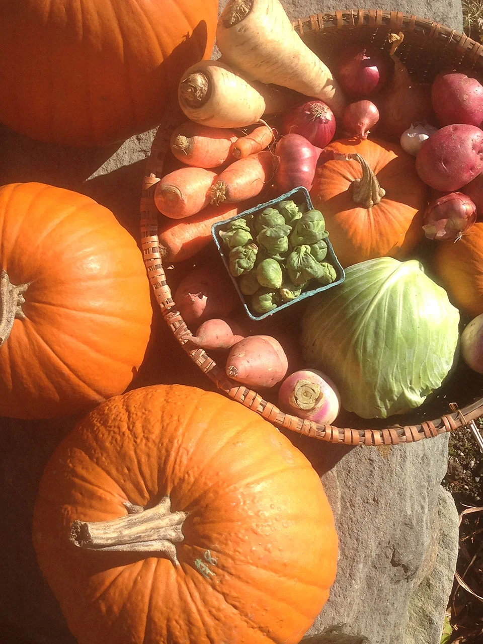 fall-harvest-bundle.jpg