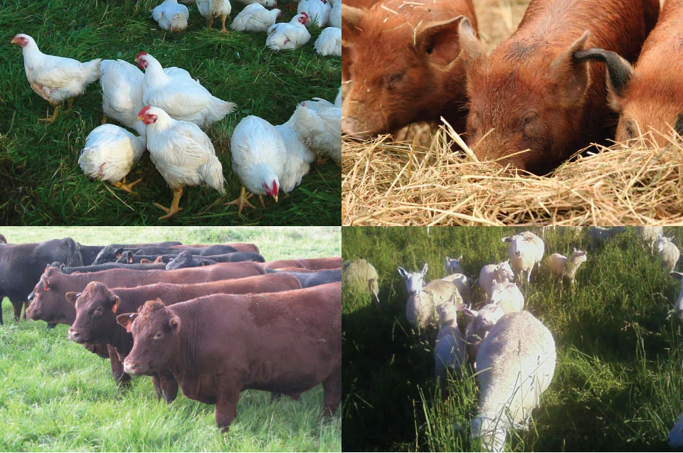 Year Round Meat Share