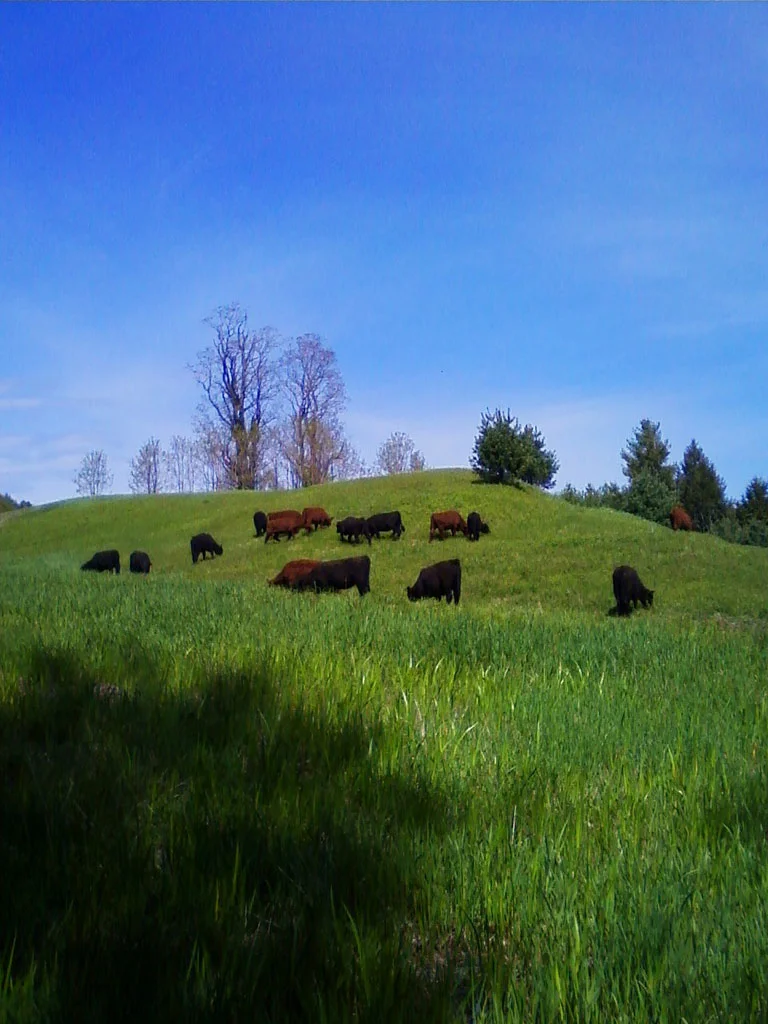 cows-pasture-2.jpg