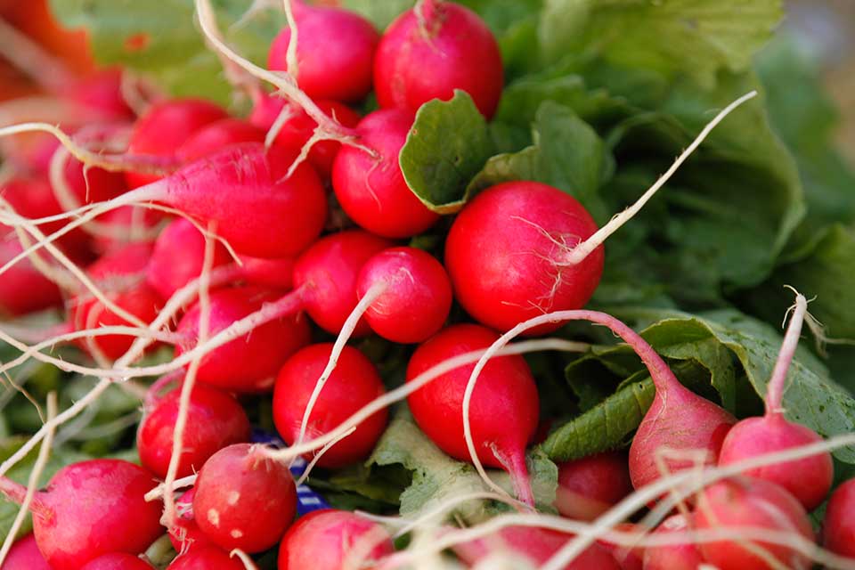 radishes.jpg