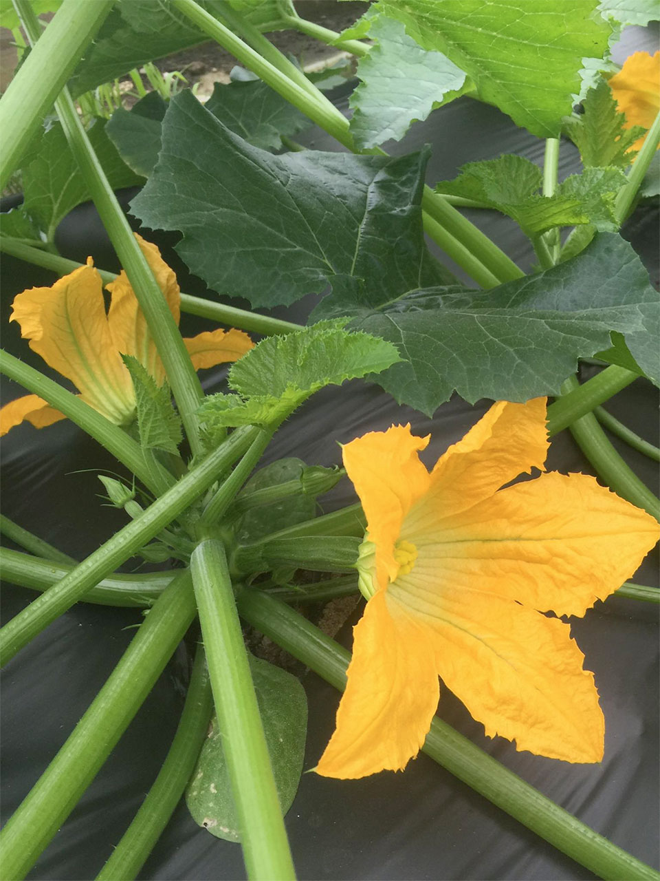 zucchini-flowers.jpg