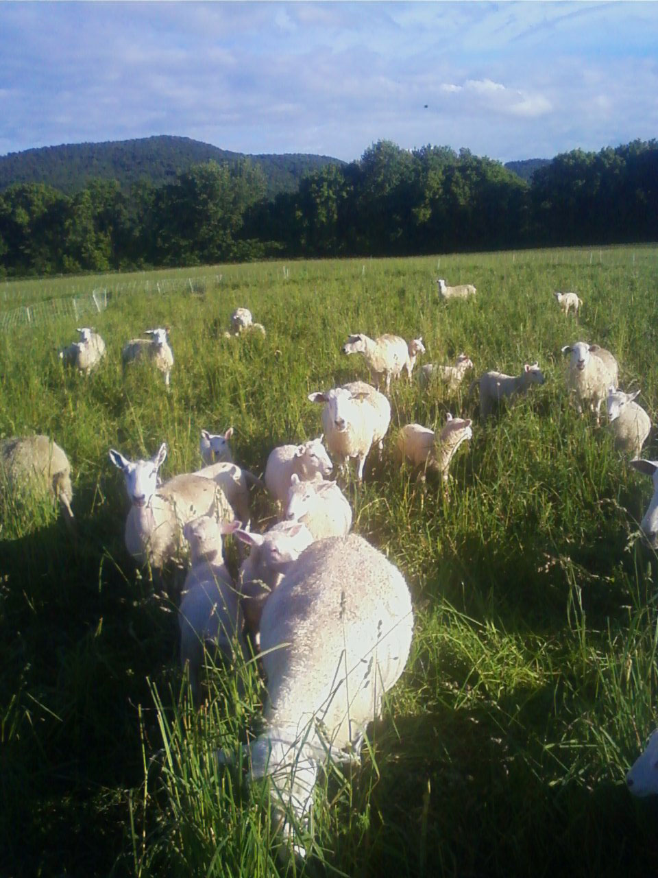 lamb-pasture.jpg