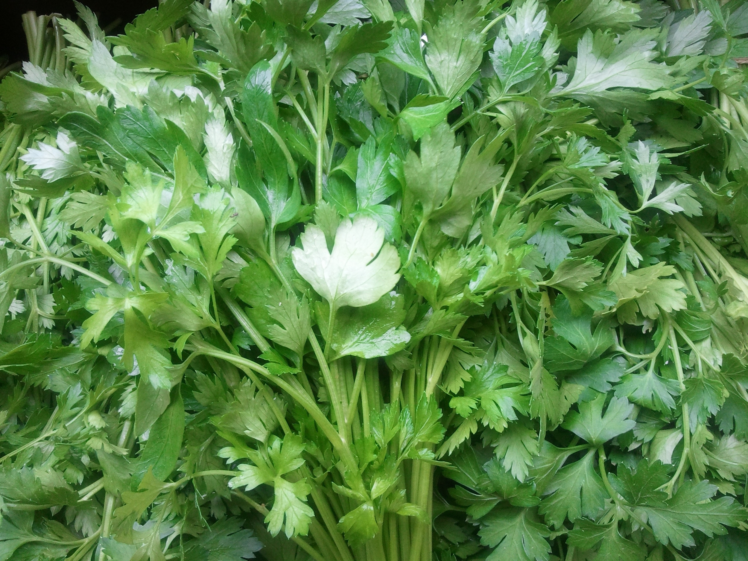 parsley.jpg