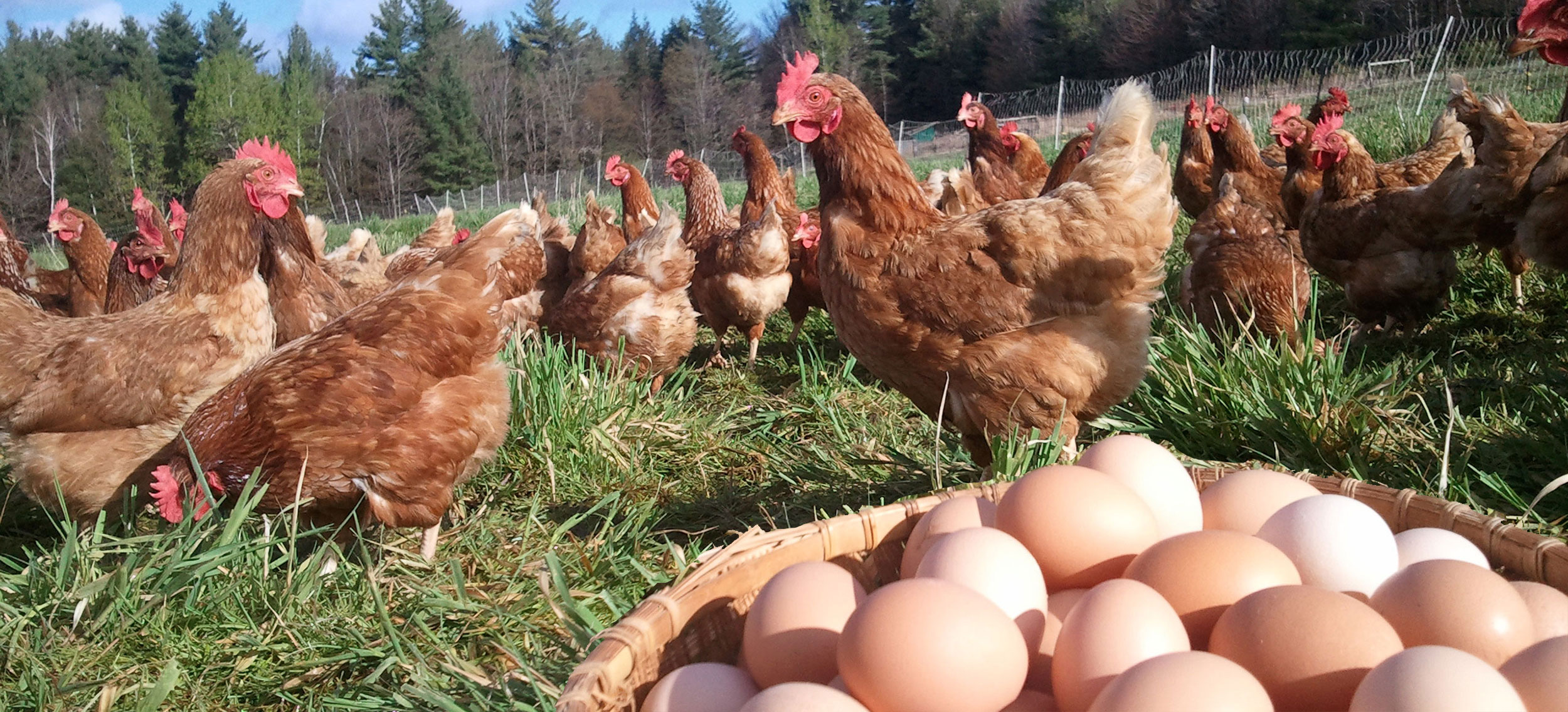 Spring Settlervore Share