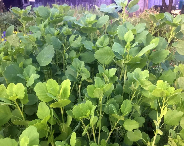 Ruby Red Beet Slaw with Red Shiso and Papalo