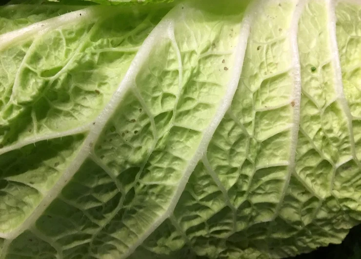 Napa Cabbage Picnic Salad
