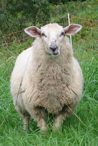 sheep3.jpg