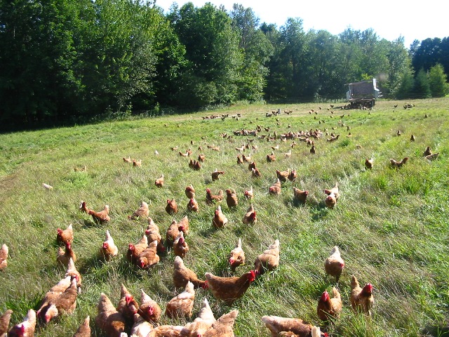 chickens2.jpg