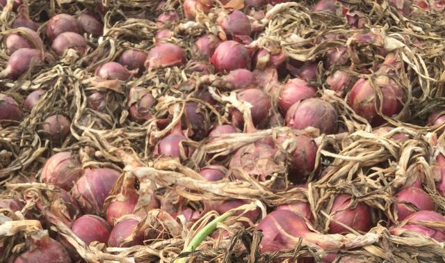 We harvested one of our best onion crops ever at JSF this fall and we're busy curing and cleaning them for a long winter's worth of cooking!