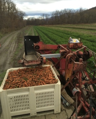 Carrot harvest at JSF with mechanical root harvester.