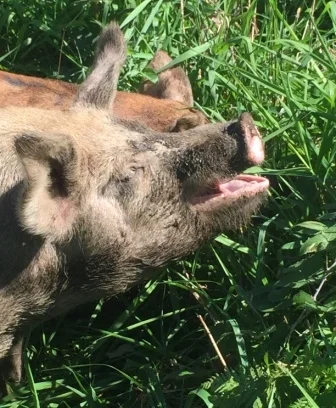 grazingpig.jpg