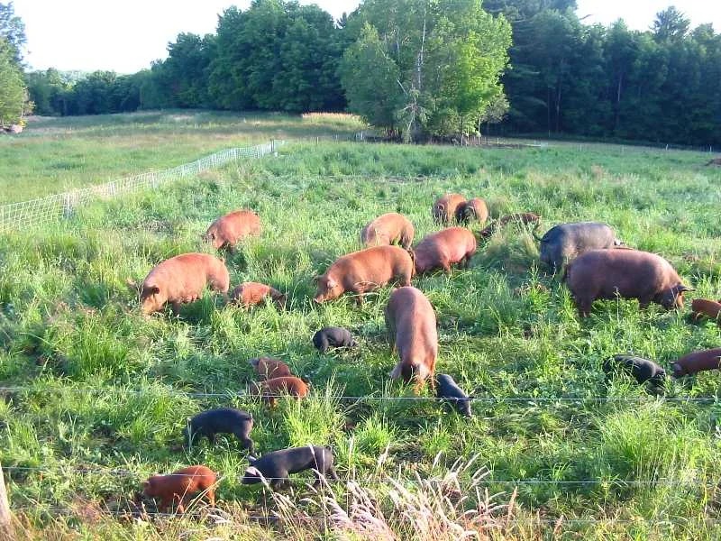 pigs on pasture.JPG