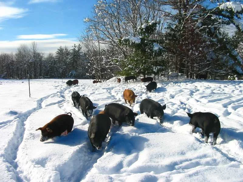 pigs in snow.JPG