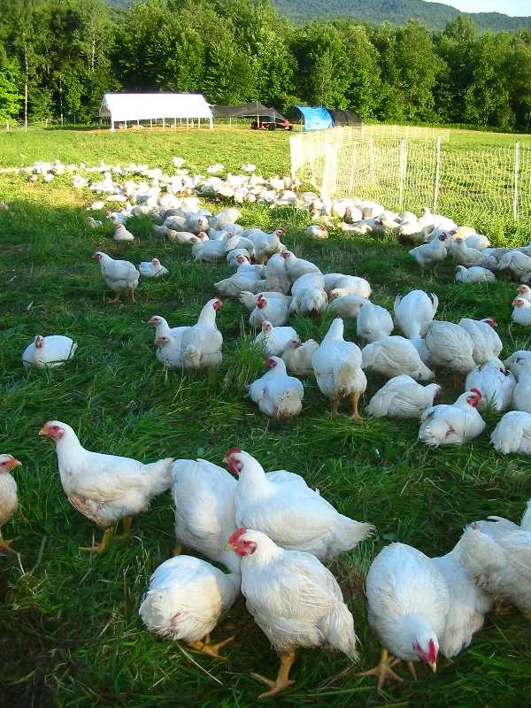 pasture raised chicken.JPG