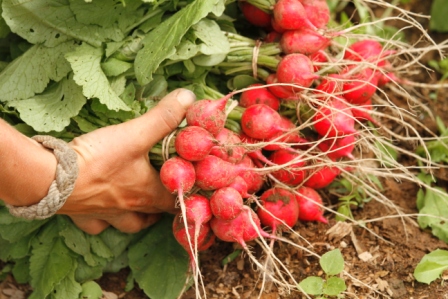 radishes.jpg