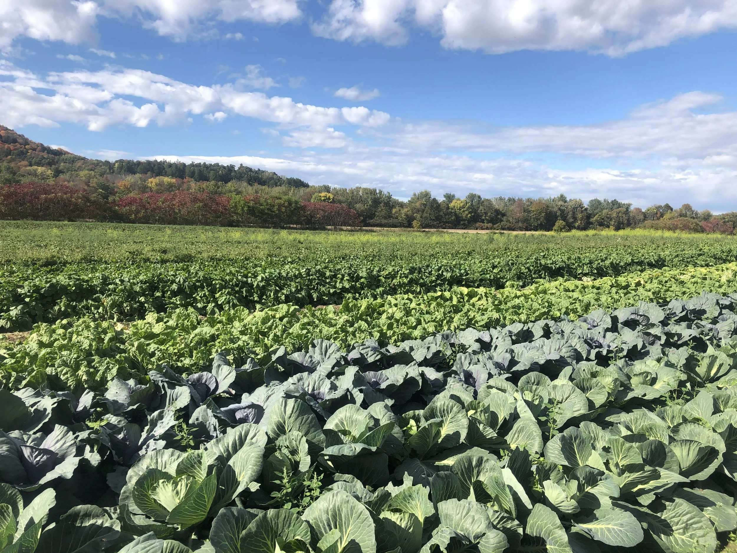 FallCabbage.jpg (Copy)