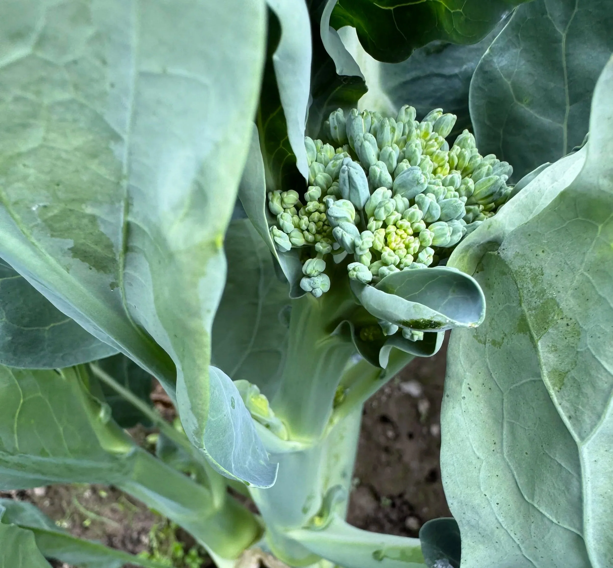 broccolini_closeup2.jpg