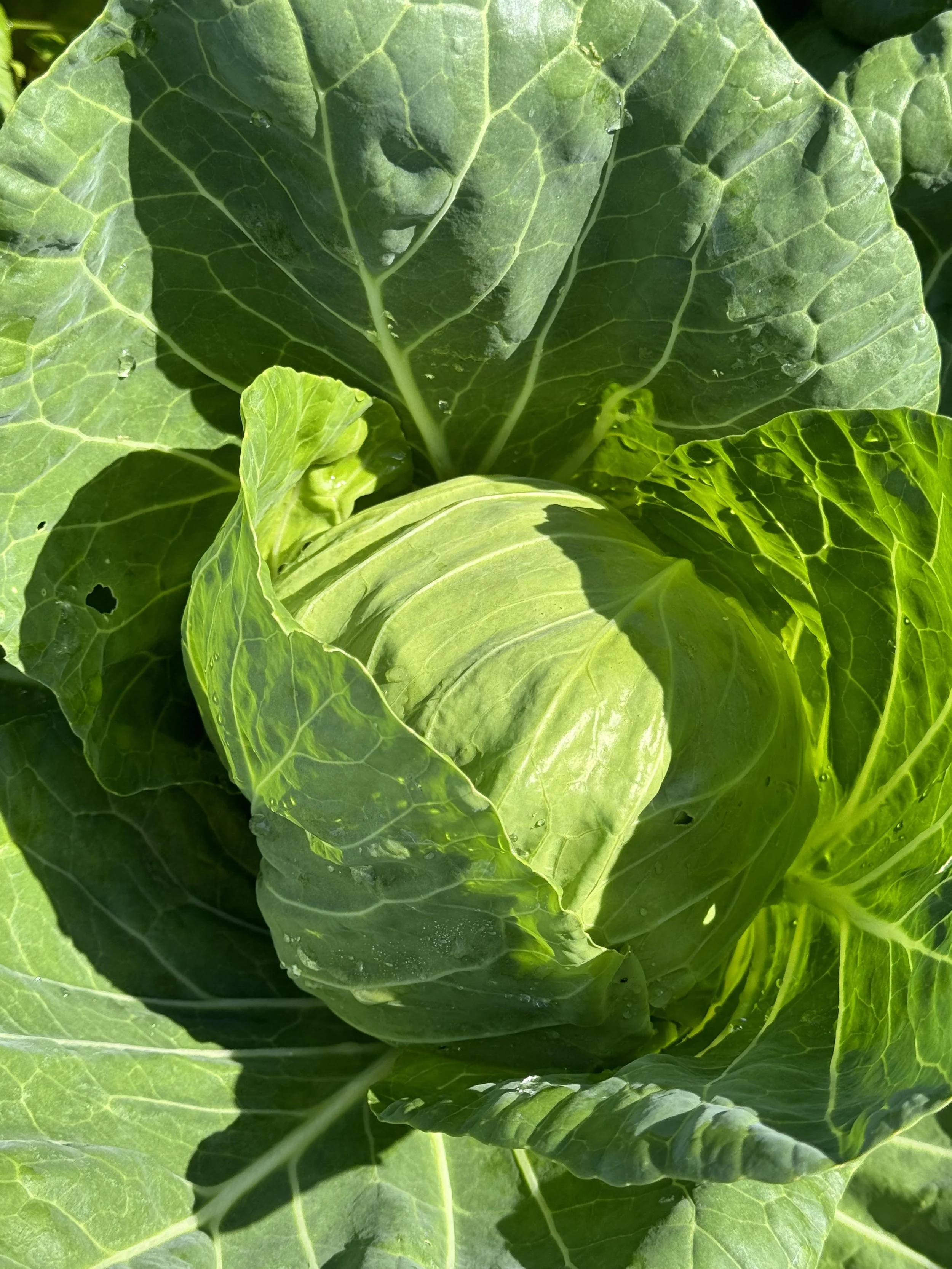 cabbage_Greencloseup.jpg