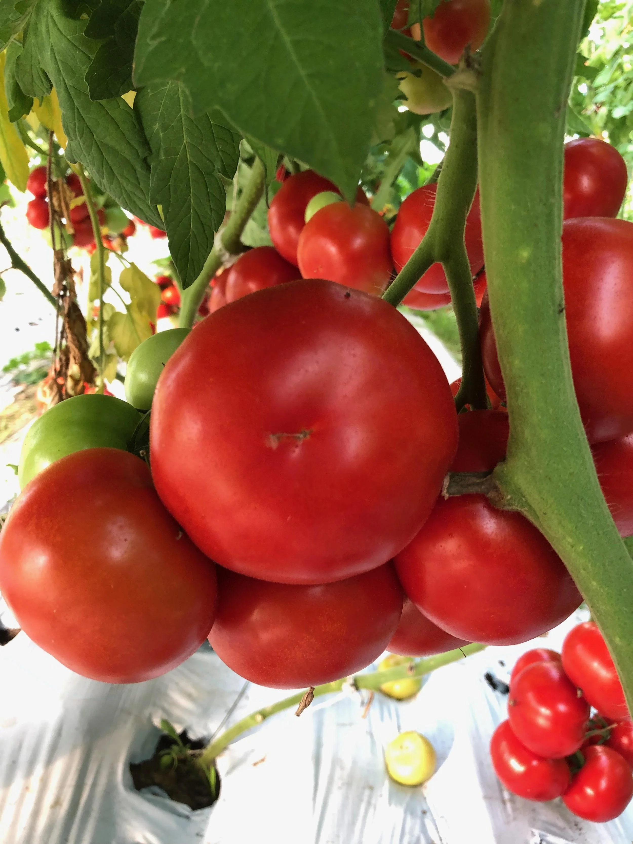 cluster tomato.jpg