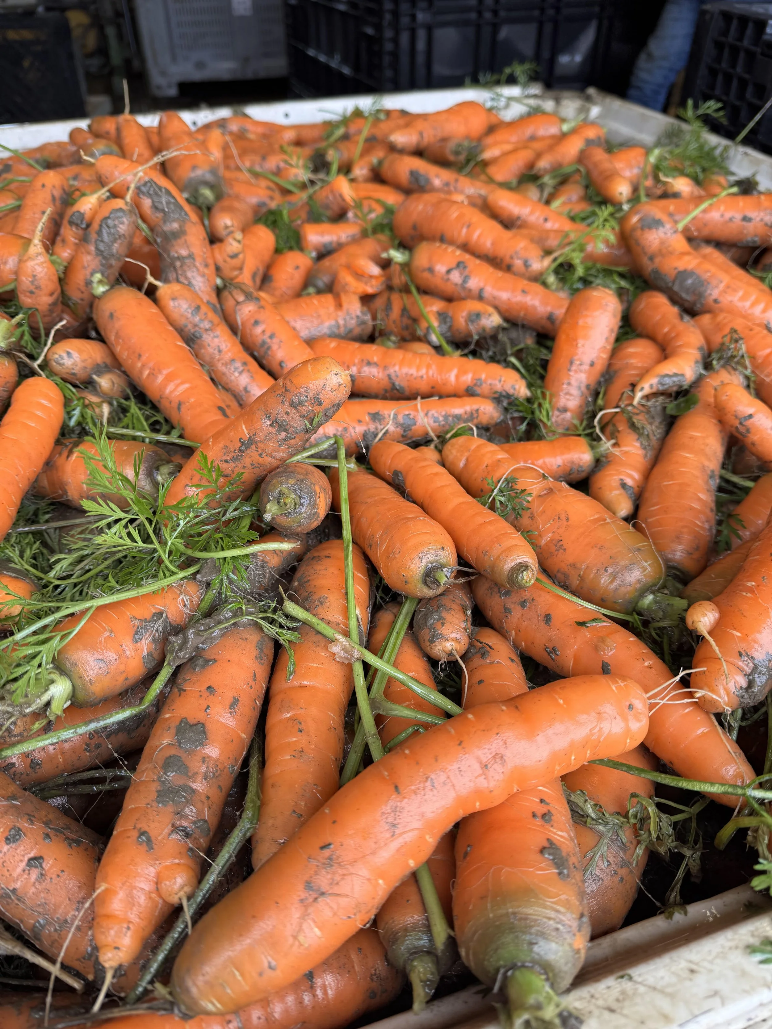 Carrots_bin2025.jpg