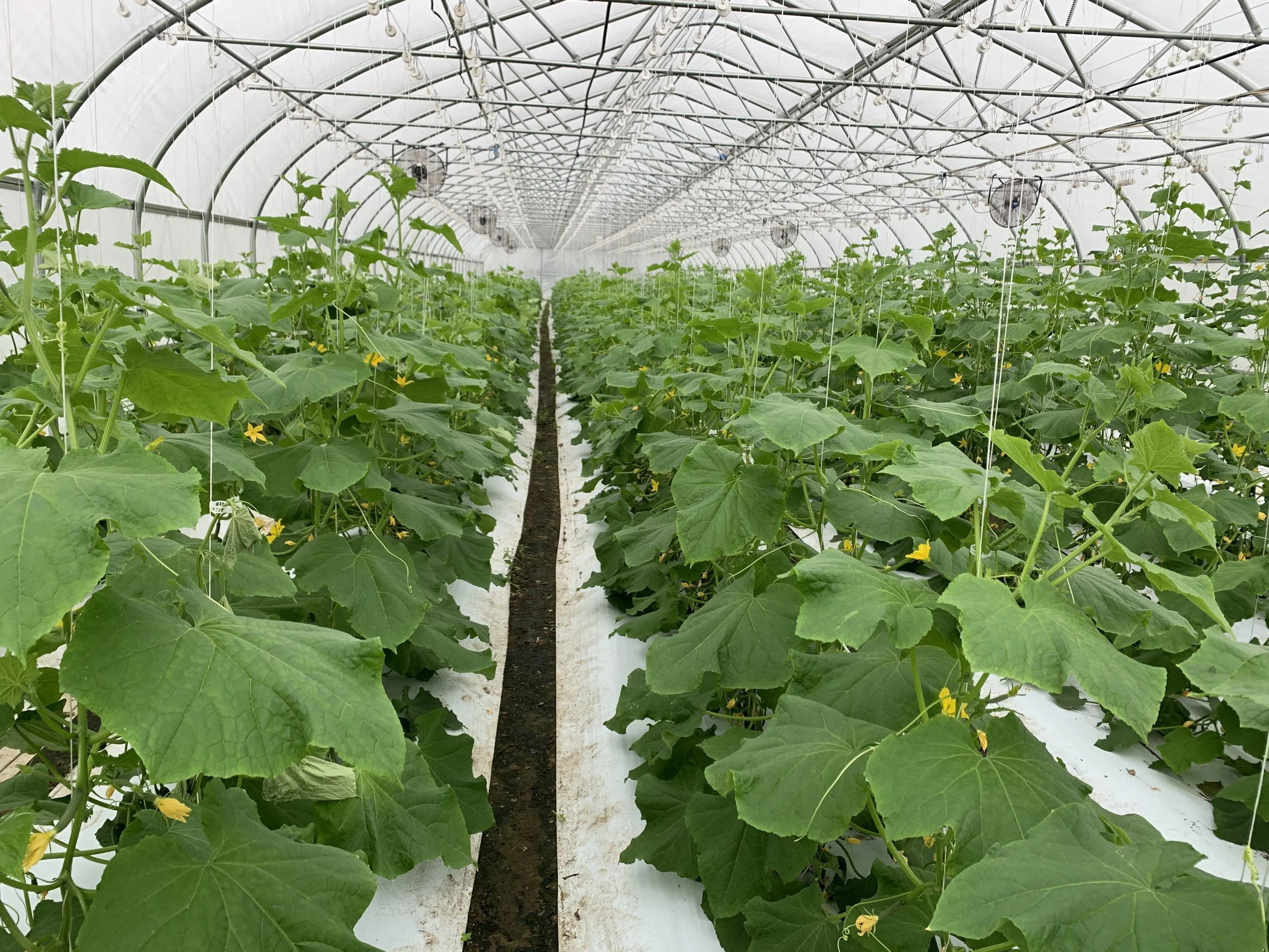 Bueller cukes landscape.jpg