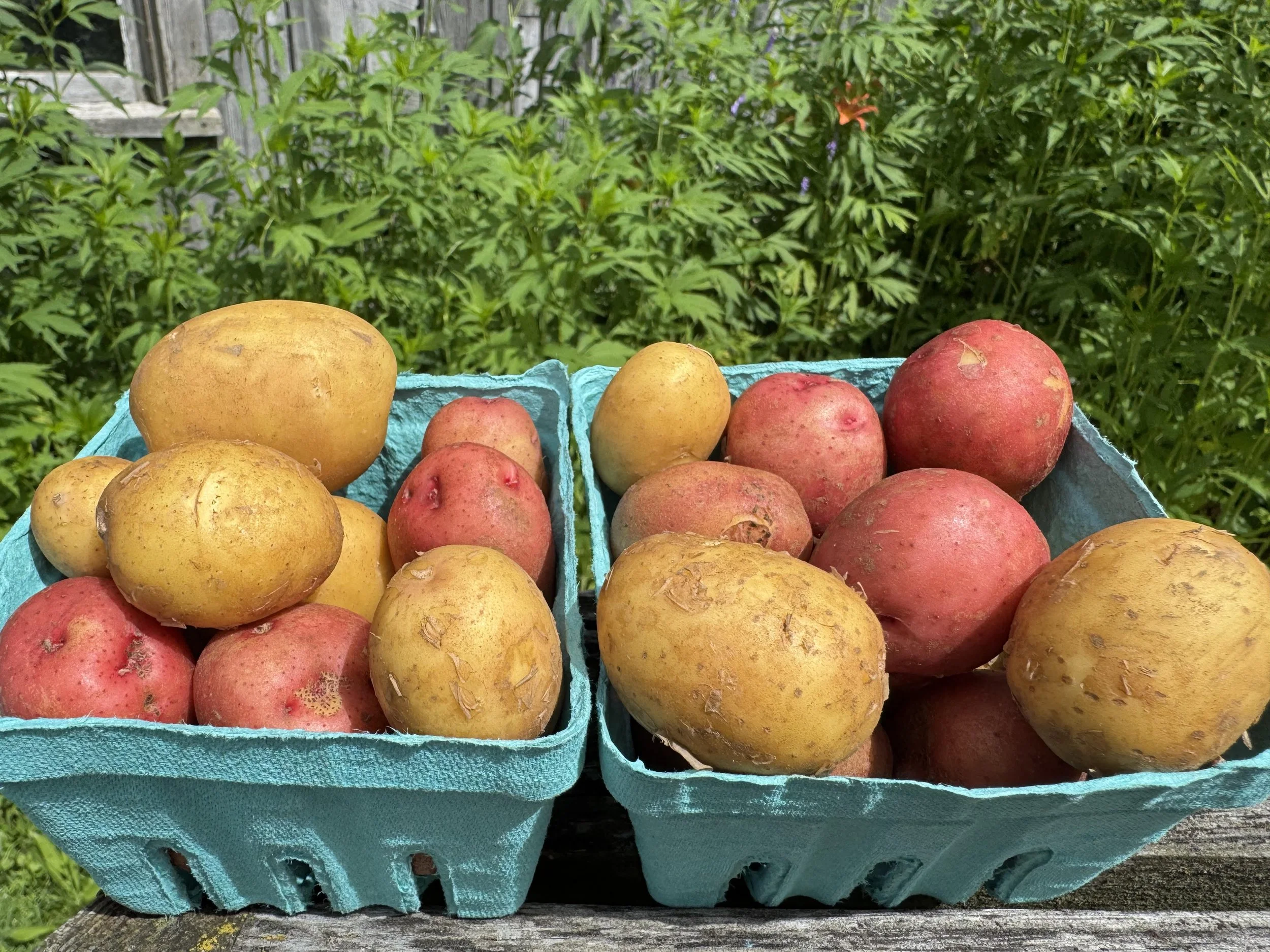 potatoesNew2025.jpg