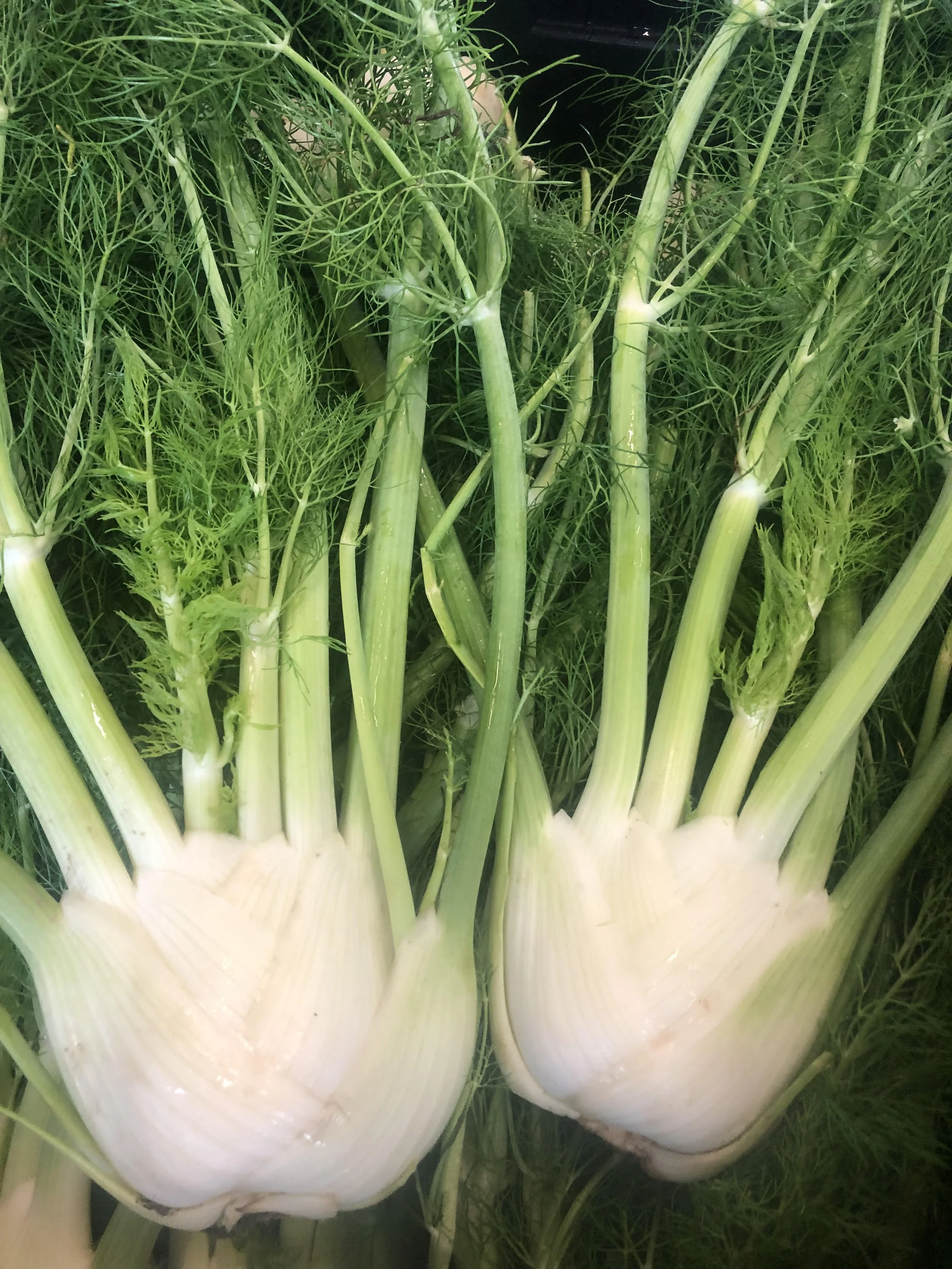 Fennel2021.jpg (Copy)