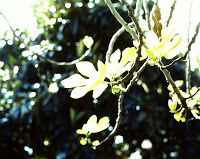 Our old fig tree