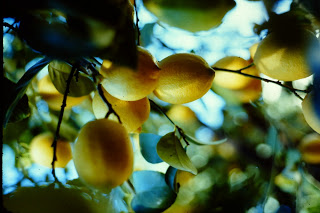 One of our fruit trees
