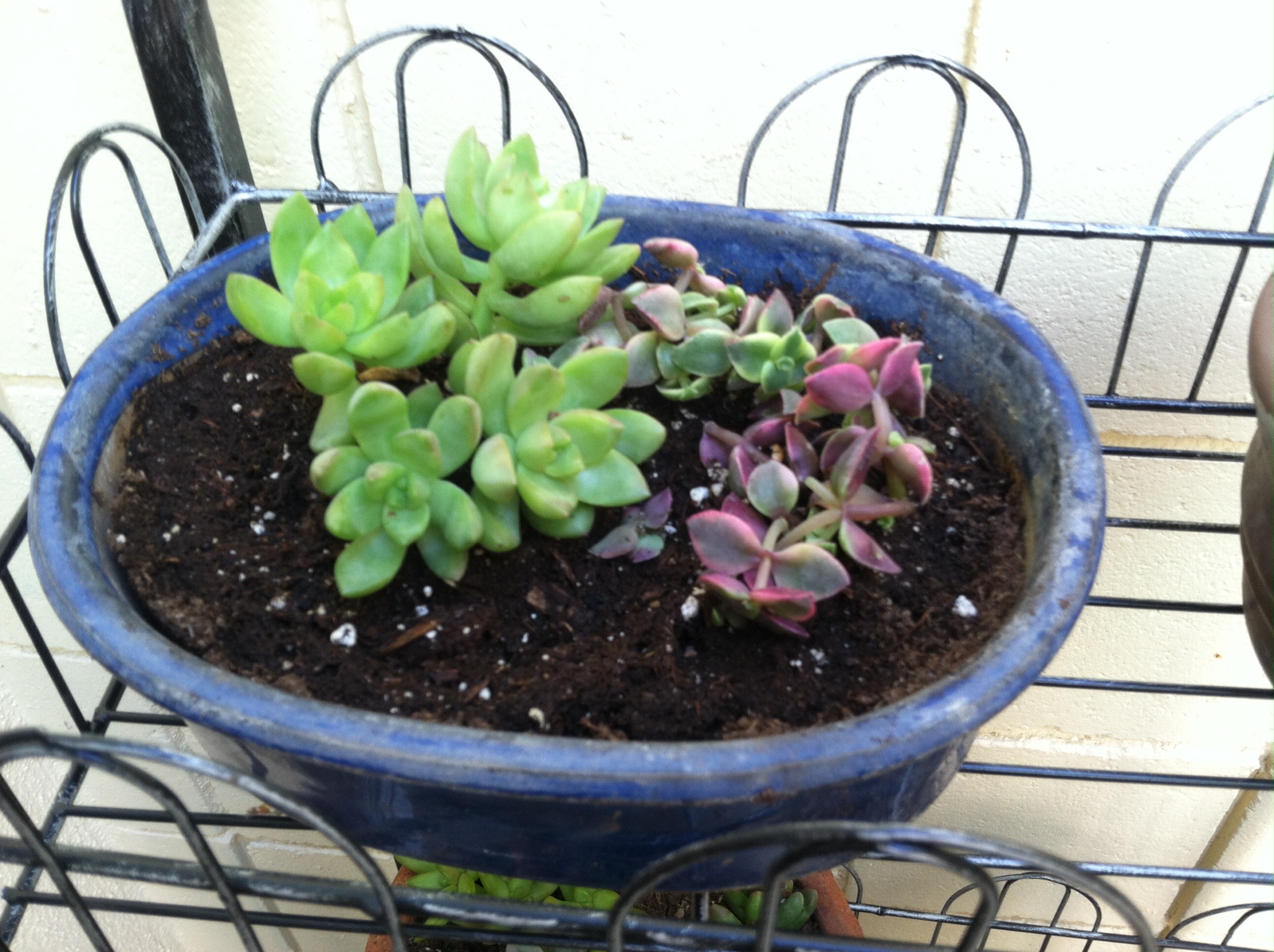 New succulents for the patio.