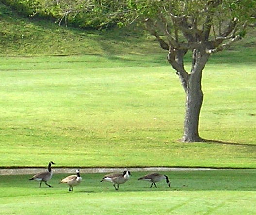 Canada Geese in view.
