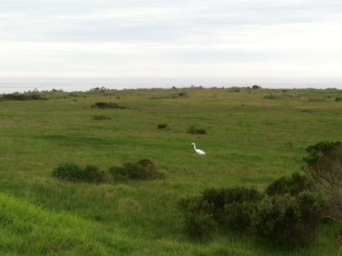 I stood still for about 20 minutes waiting for this Egret to get this close, and right after this he caught the mouse and took it farther away to dine in private. 