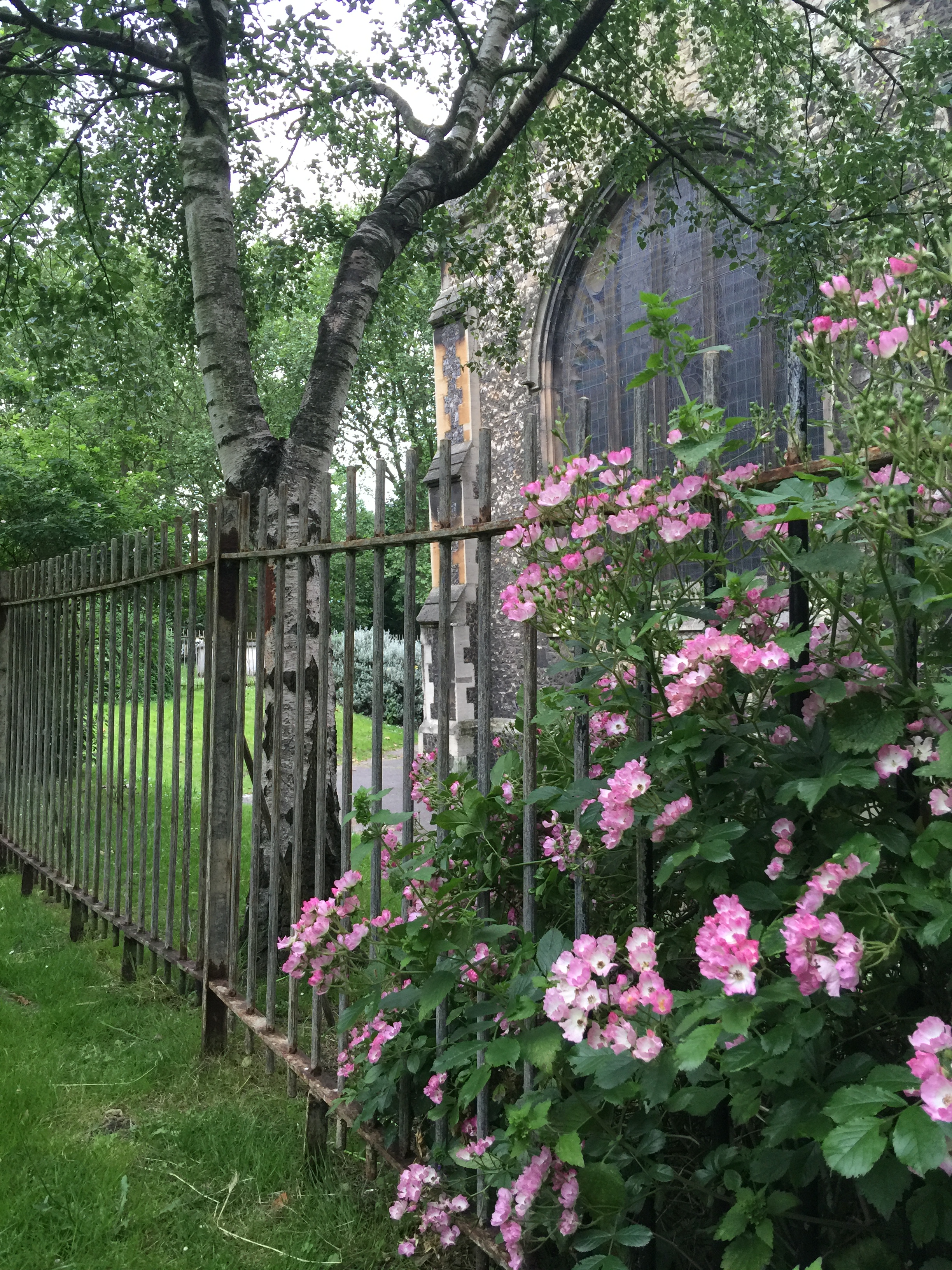 This rose, if I'm not mistaken is a Newport Fairy Rose. Gary grew these rambling pink roses at our Sunland home. It was frosting on the cake to see these growing on the church grounds. 