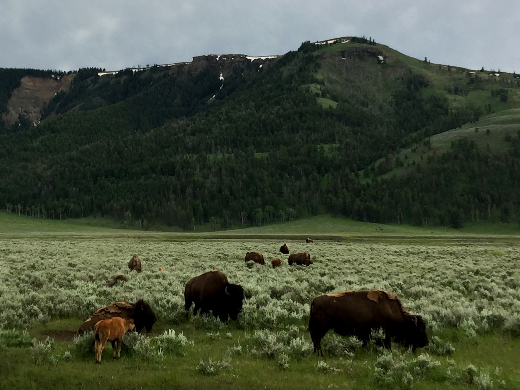 Bison families - parents loosing winter coats.