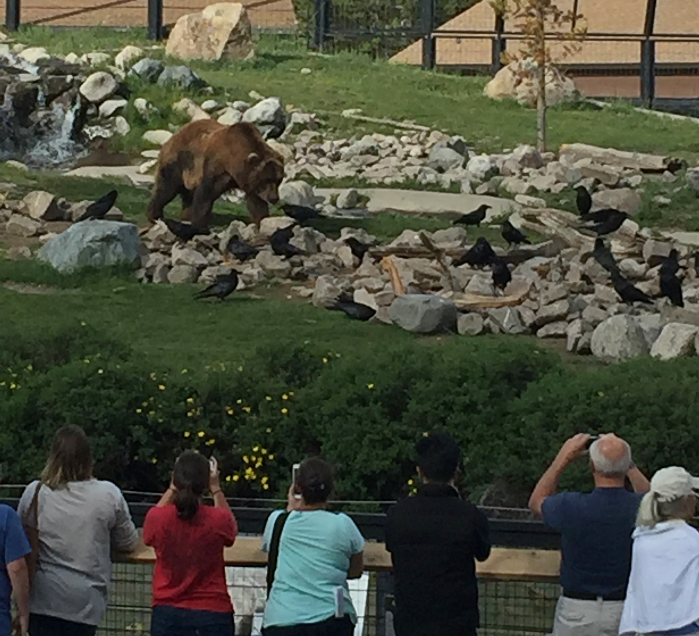 Grizzly and Wolf Discovery Center - West Yellowstone