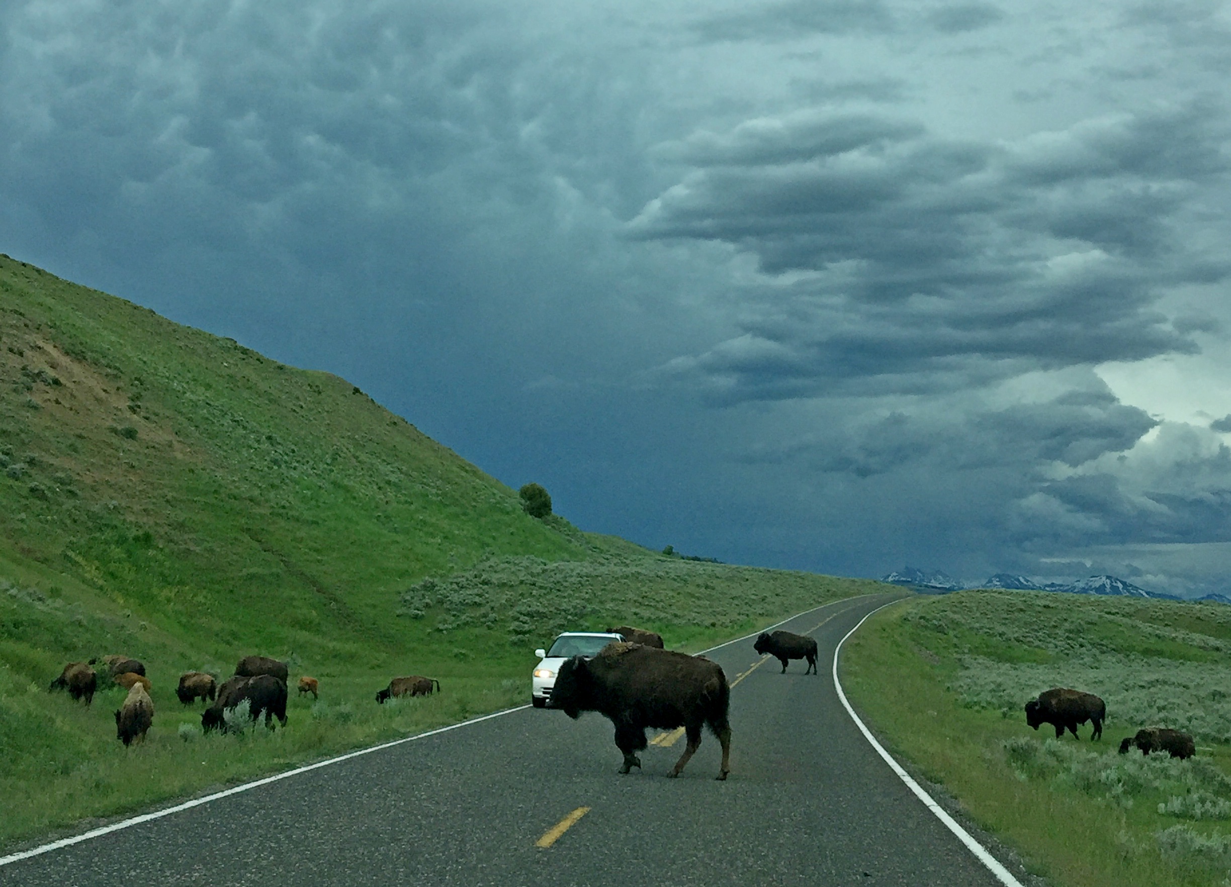 Crossing guard. Lamar Valley - YNP