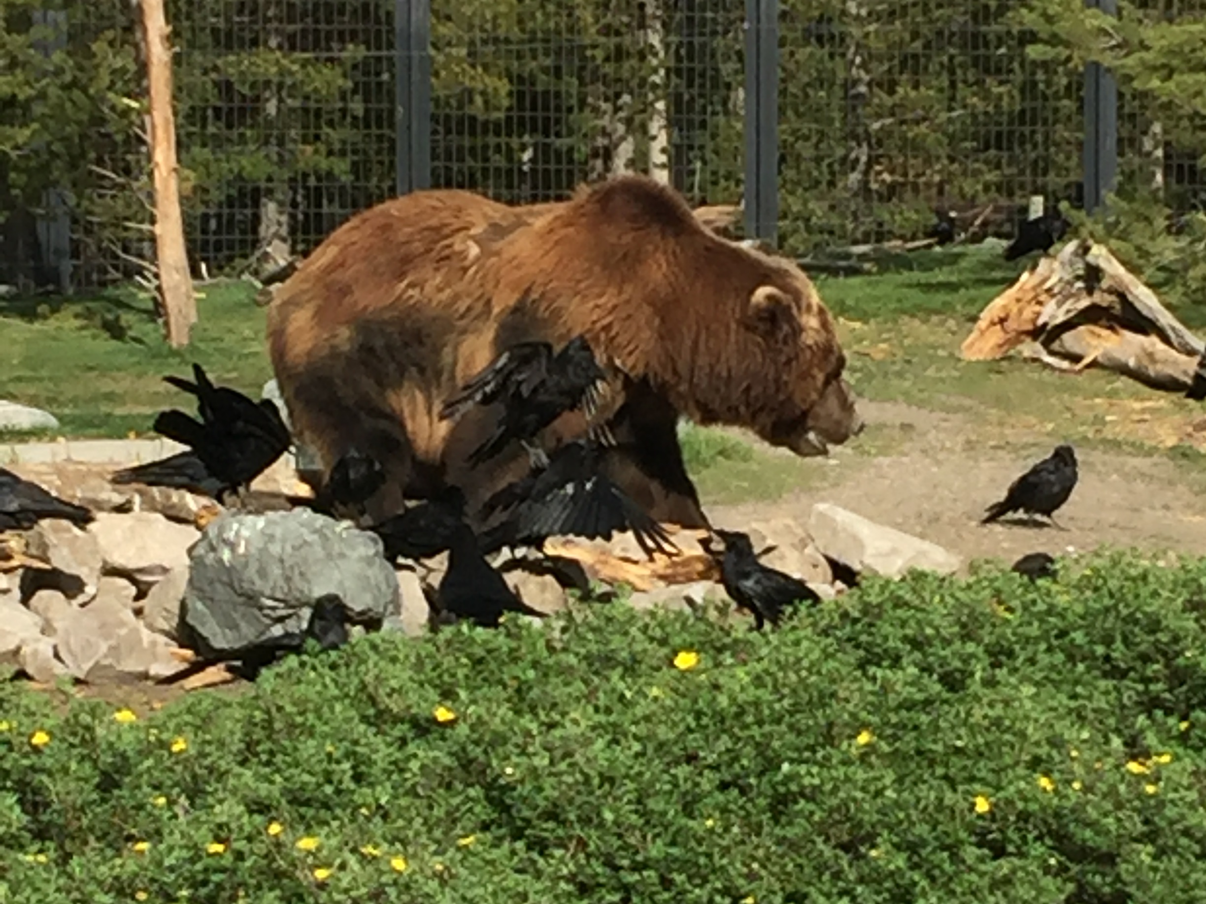  "Enough with the crows already!"&nbsp; Grizzly-Wolf Discovery Center, a great place to see these majestic creatures in a natural and beautiful environment. 