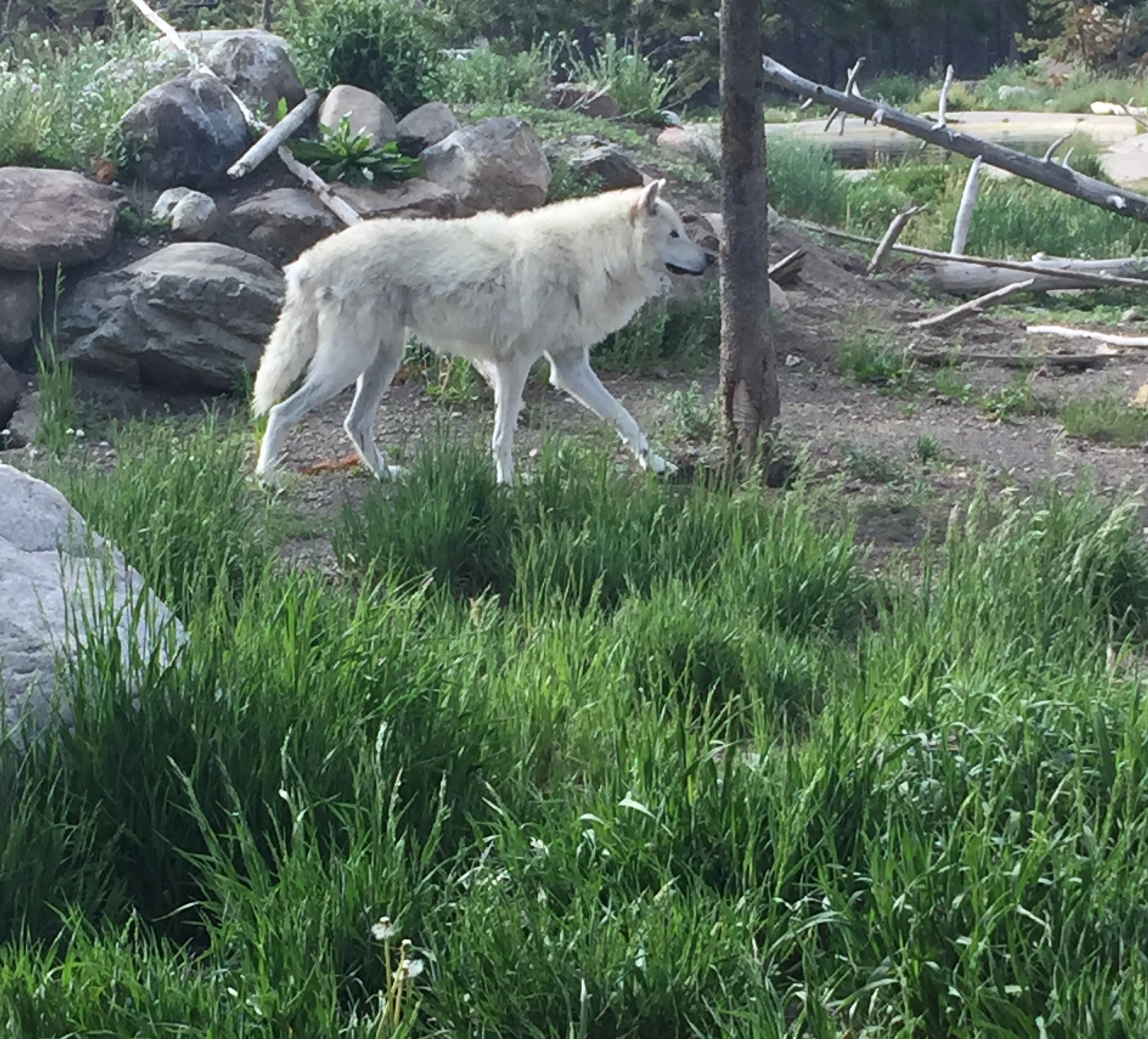  Gray Wolf at the Grizzly-Wolf Discovery Center.&nbsp; Beautiful to watch the pair interacting.&nbsp; They are so like their domesticated kin, dogs. 