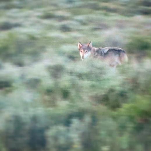  Gray Wolf - Moose/Wilson Road area - GTNP &nbsp;&nbsp; Photo credit: G. Dougherty 