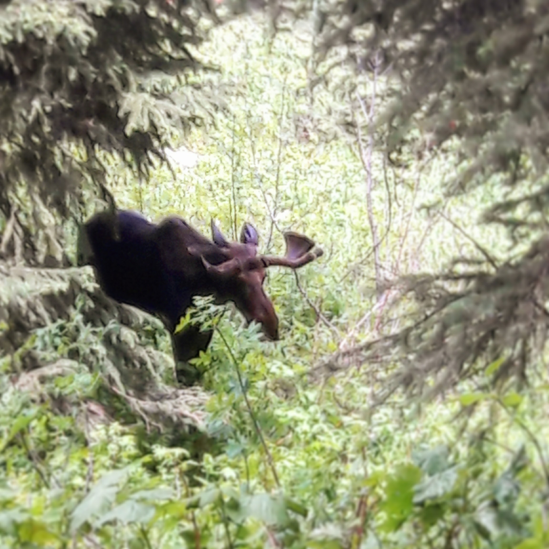  Bull Moose - Hike to Inspiration Point - GTNP &nbsp;&nbsp; Photo Credit: G. Dougherty 