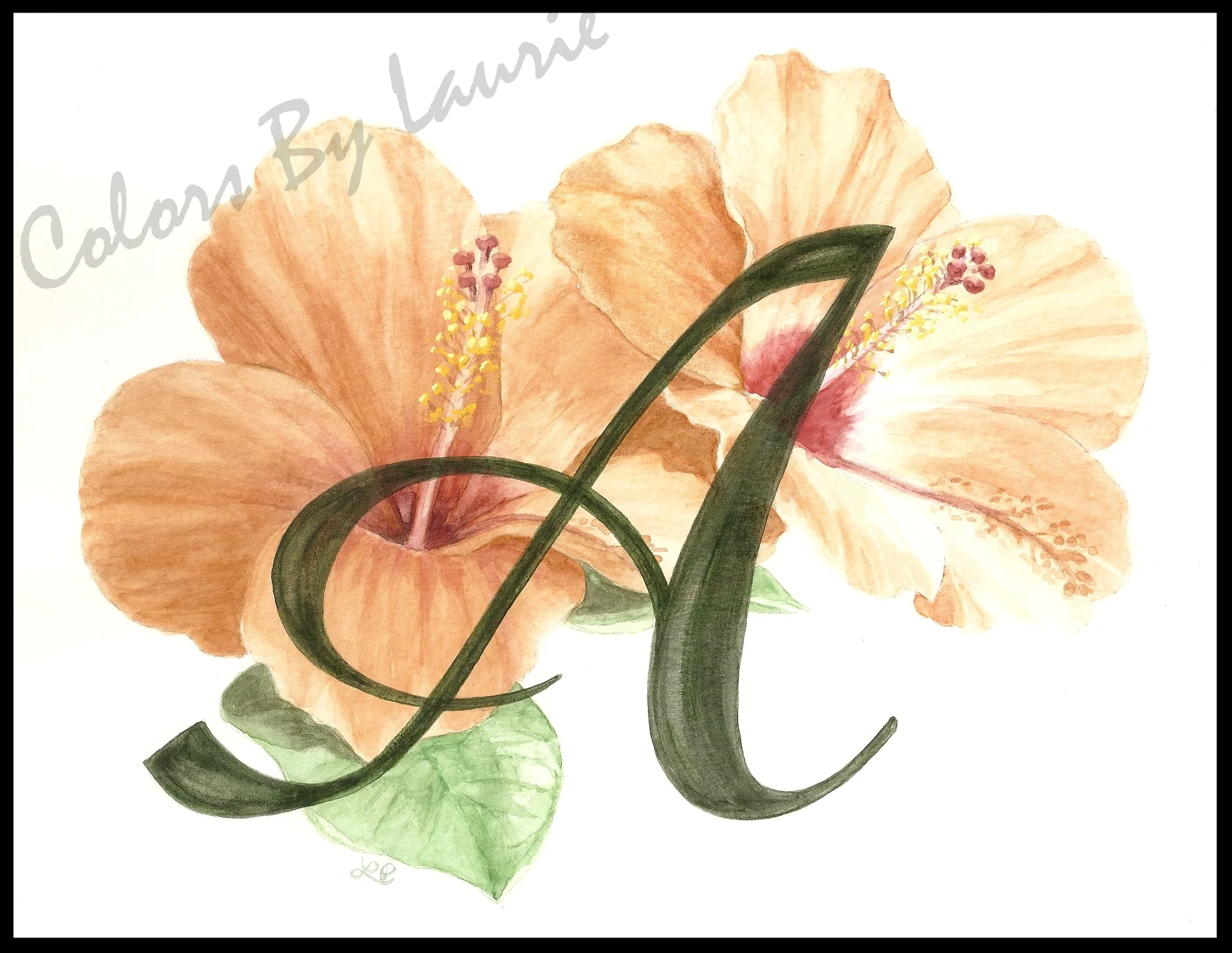 Hibiscus A0001q-001.jpg