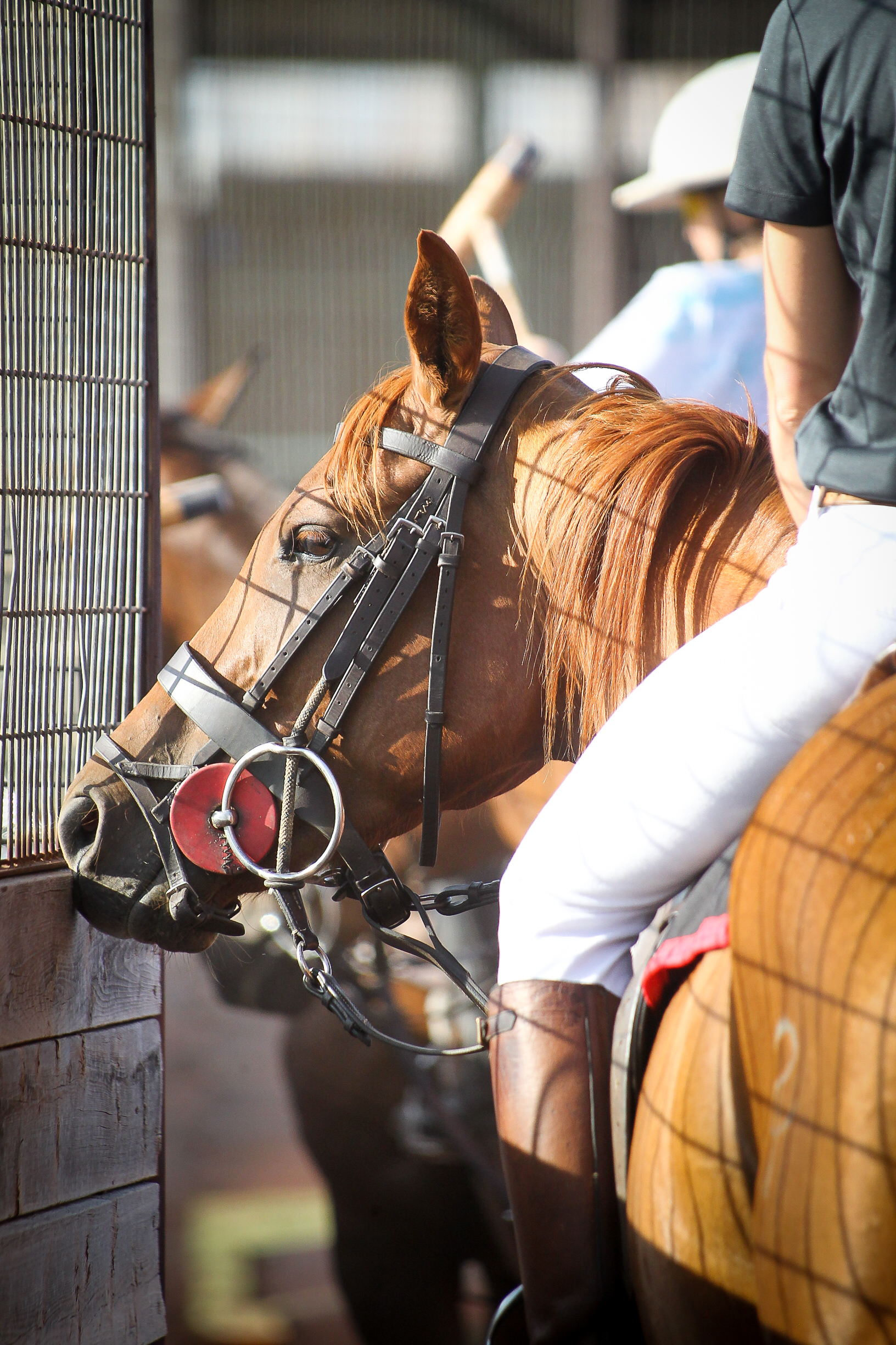 17.06.20 MidlandPoloClub-149.jpg